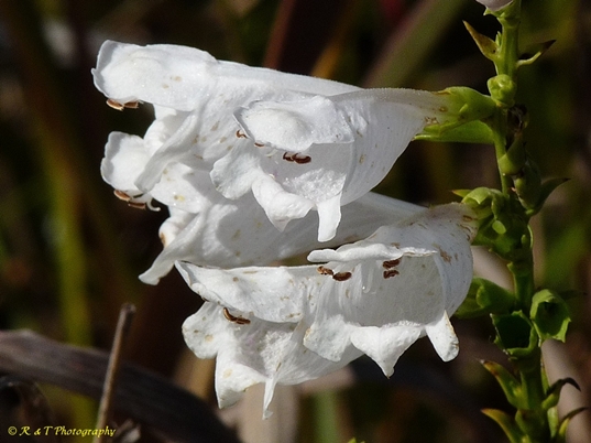 {Physostegia virginiana ssp. praemorsa}